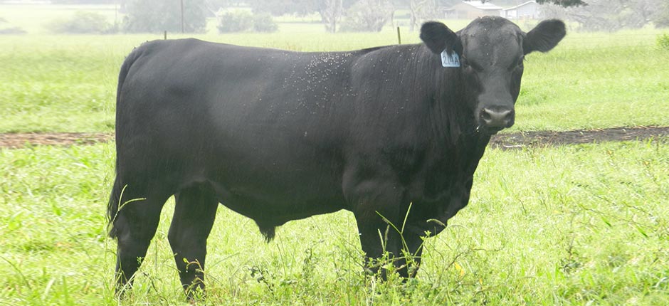 angus-cattle-florida