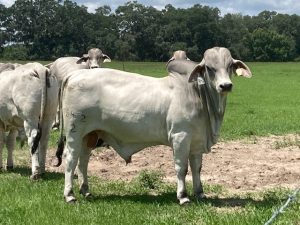 Brahman Sale Cattle – Grand Bar Ranch – Located in Florida